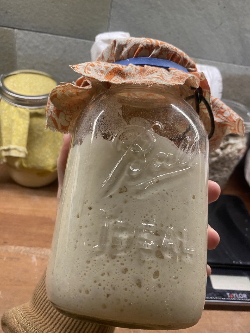 Sourdough Starter